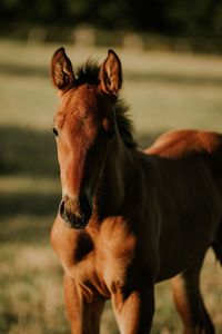 Henst von Helene x Zinedream